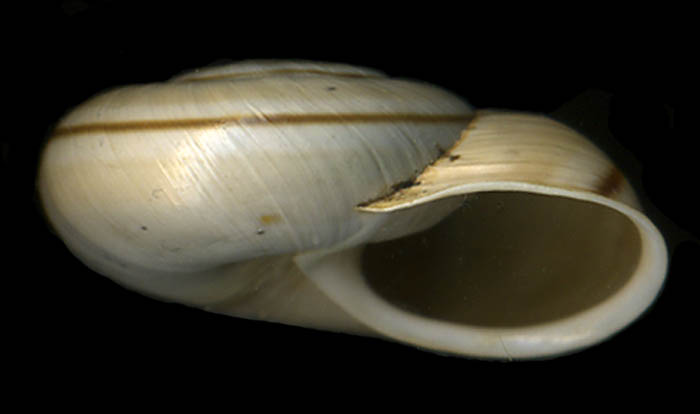Chilostoma (Chil.) cingulatum baldense (Rossmssler, 1835)